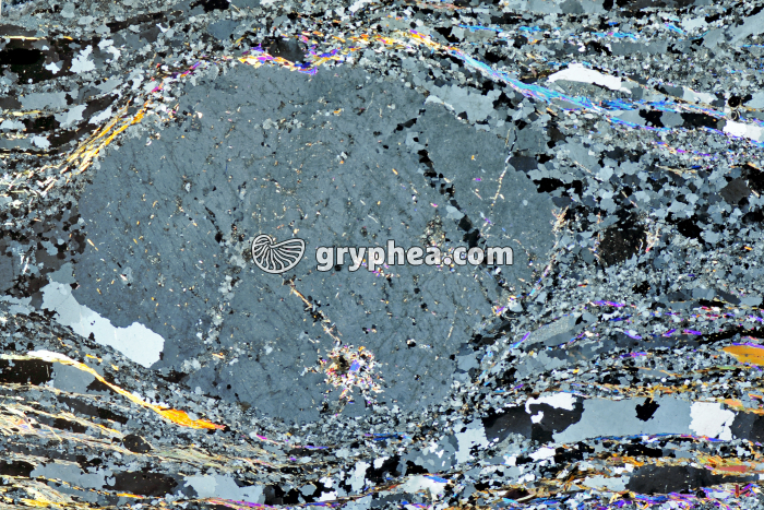 Gneiss oeillé LPA x1,5 - gryphea.com